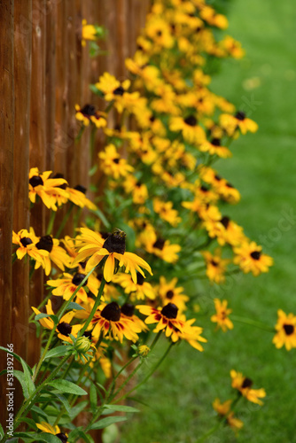 Beautiful yellow flower Rudbeckia and brown wooden fence stock images. Yellow Rudbeckia blooming summer flower vertical stock photo images