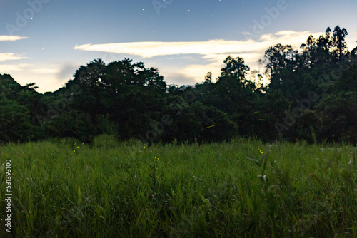 One night in the Japanese countryside  fireflies appeared in the rice fields  flew up to the sky  and became the moving meteor among the many stars.