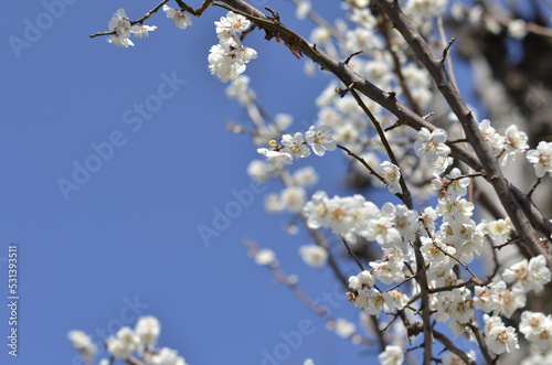 京都 梅宮大社の境内に咲く梅の花