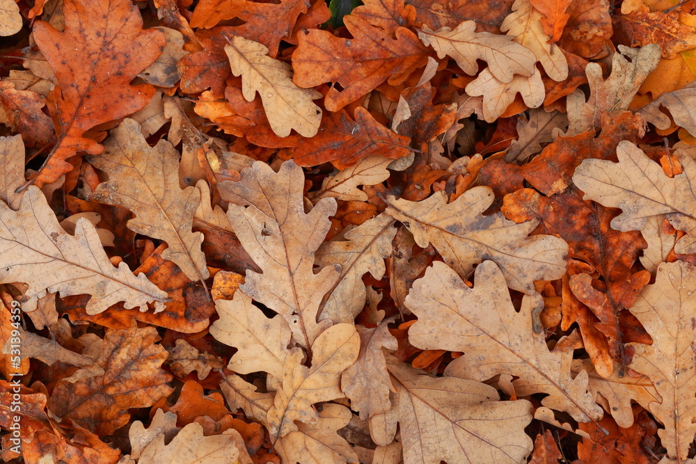 Carpet of orange oak tree leaves lying on the ground, close up, autumn vibes. Flat lay.
