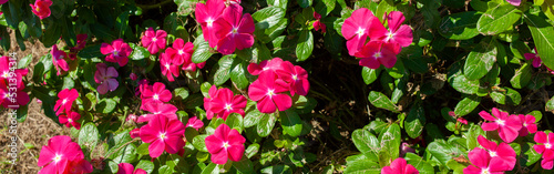 banner image of pink flowers