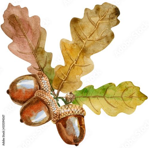 Watercolor oak branch with leaves and acorns.