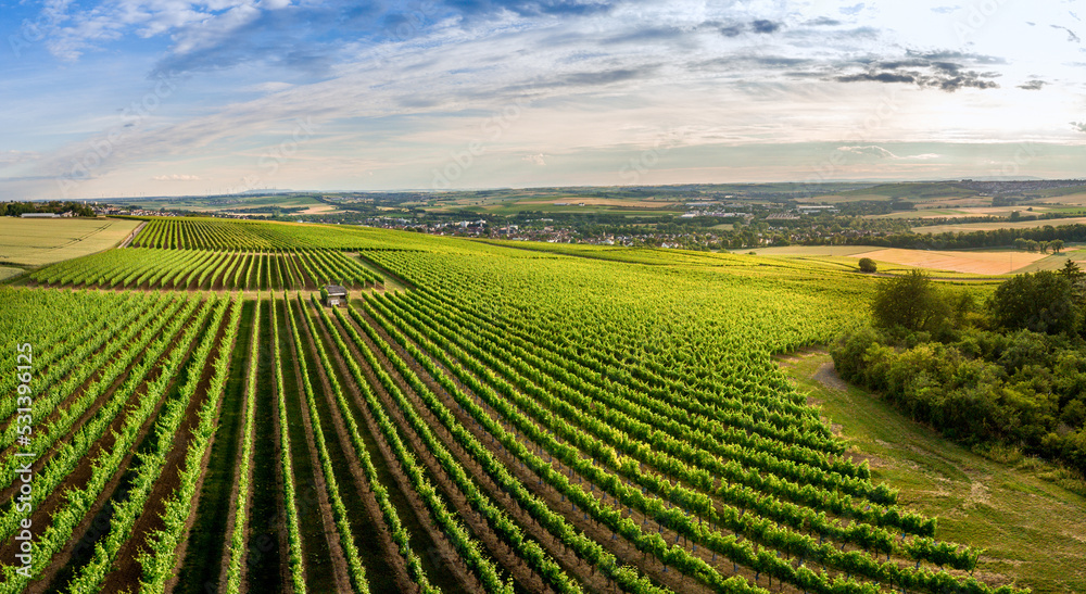 Aerial / Drone panorama of vineyard and agricultural fields in Rheinhessen Germany close to Nieder-Olm with setting sun	
