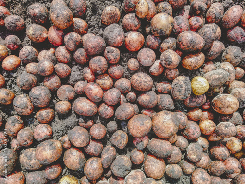 Many raw potatoes lie on the black ground