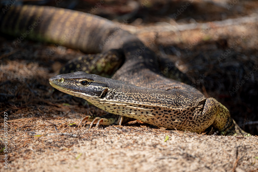 Big Australian lizard on the ground Big Australian lizard on the ground
