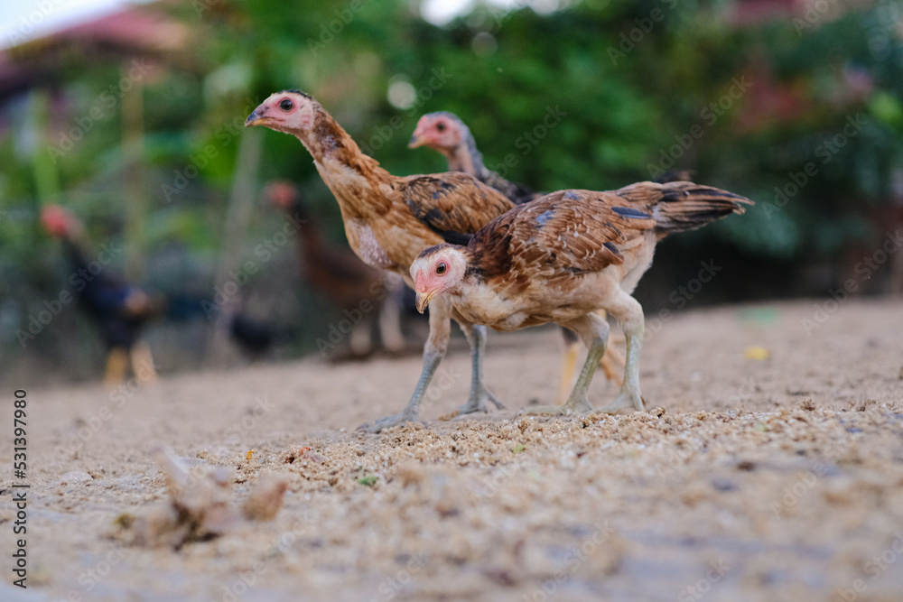 Traditional chicken farm on land in local village of Thailand Traditional chicken farm on land in local village of Thailand