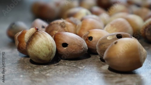 The larva curculio nucum ate a hazelnut inside, made a hole in the nut and crawled out photo