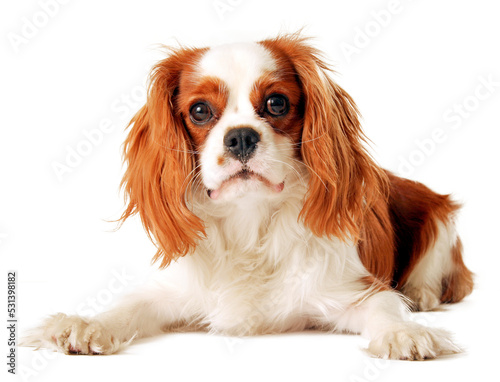 Canvas-taulu cavalier king charles spaniel, png file