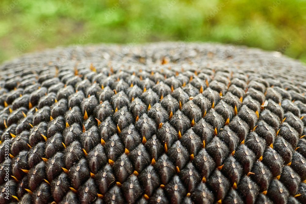 Obraz premium sunflower crop close-up
