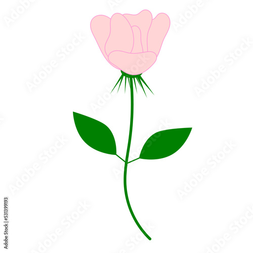Drawing of a rose. Vector graphics