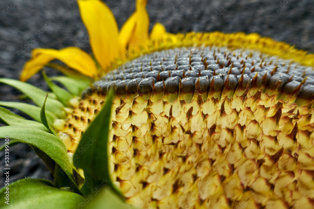 Naklejka premium sunflower crop close-up 