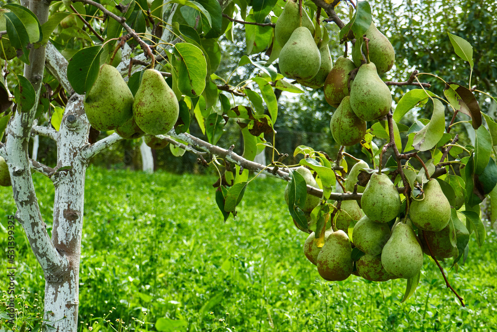 ripe organic pears on the tree ripe organic pears on the tree