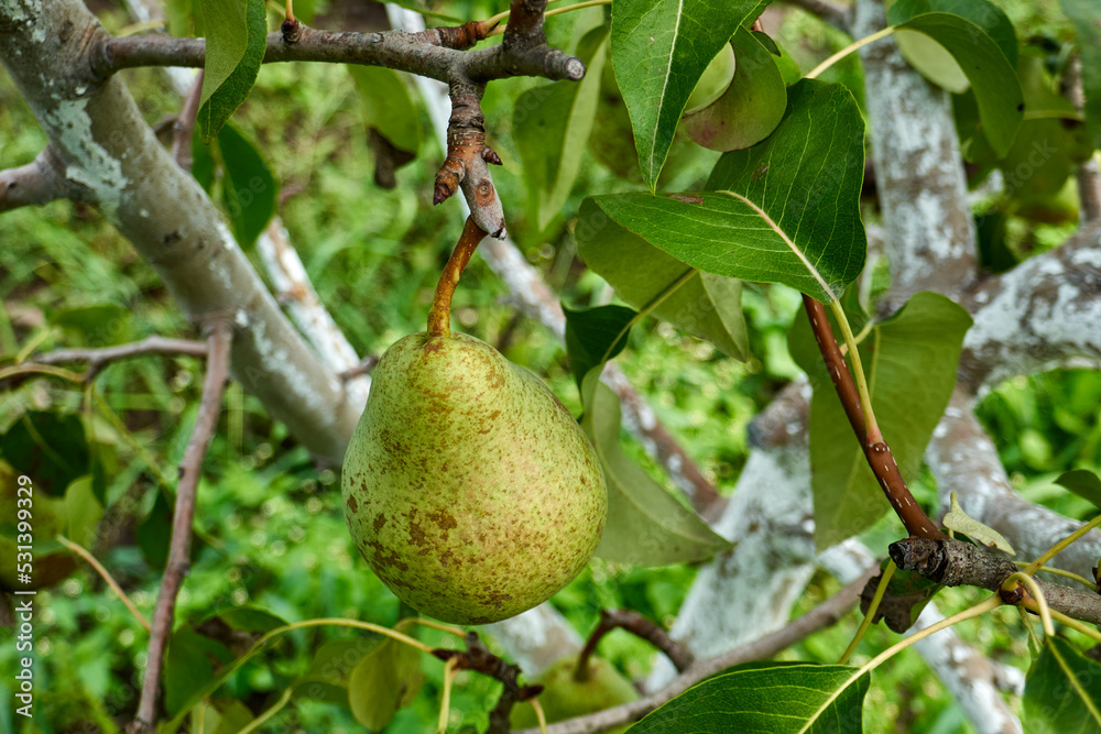 ripe organic pears on the tree ripe organic pears on the tree