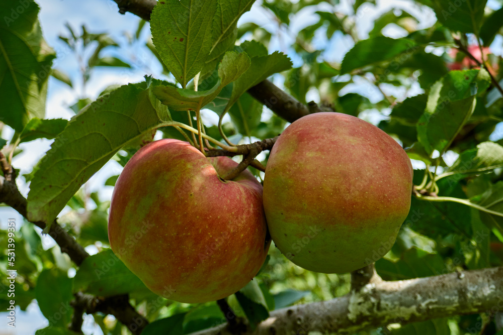 ripe organic apples on tree and grass ripe organic apples on tree and grass