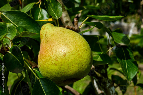 ripe organic pears on the tree