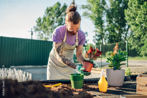 Fototapet Man transplanting flower pot plants at the table in a plant nursery