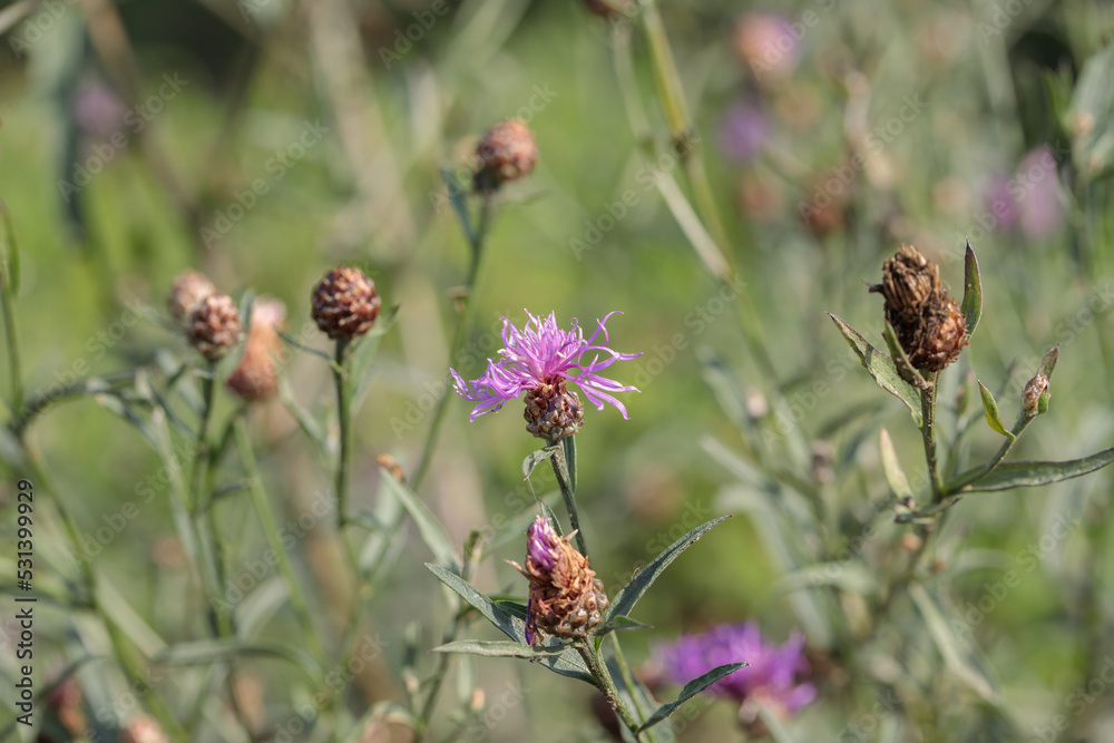 Blossom of brown knapweed (Centaurea jacea) with seed heads and buds. Blossom of brown knapweed (Centaurea jacea) with seed heads and buds.
