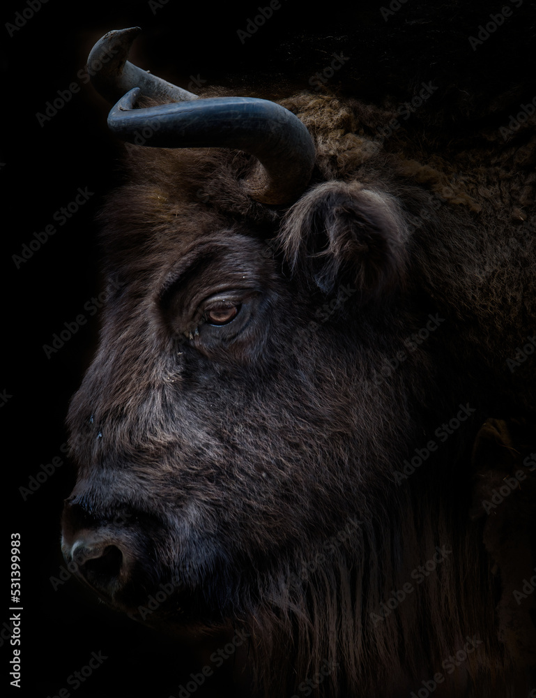 Naklejka premium Wisent (Europäischer Bison) im Seitenportrait, Nationalpark in Polen