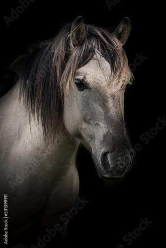 Portrait eines wilden Konik Pferdes im Nationalpark in Polen