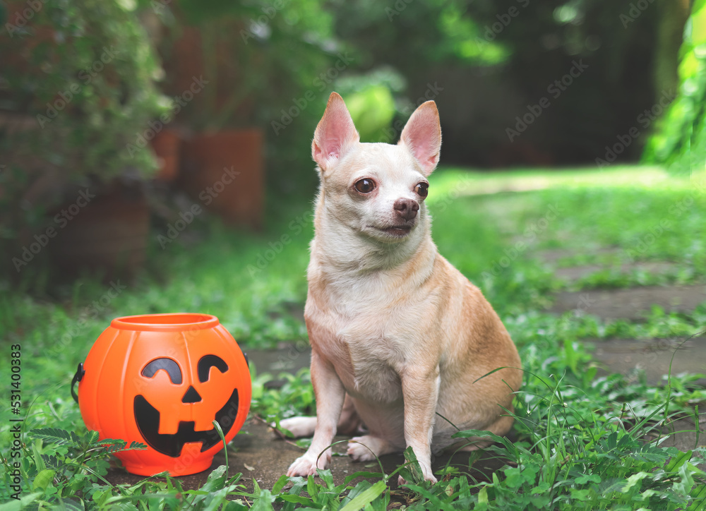 Fototapeta premium short hair Chihuahua dog sitting on cement tile in the garden with plastic halloween pumkin basket.