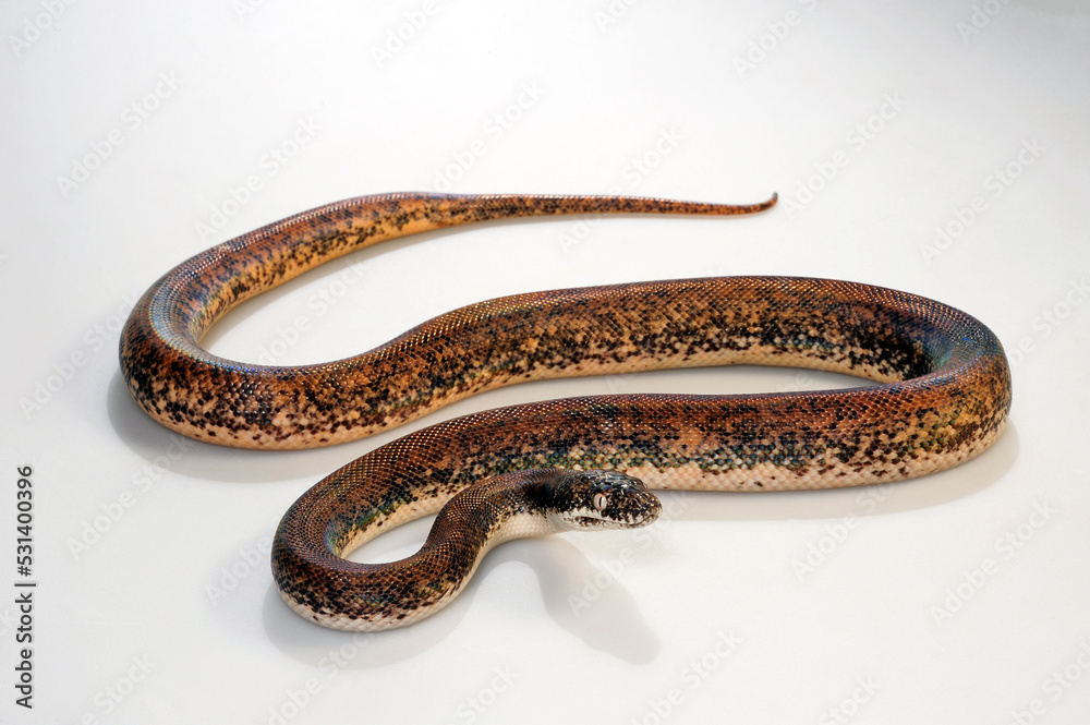 Savu python // Sawu-Python (Liasis mackloti savuensis, Liasis savuensis ...