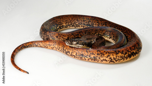 Savu python // Sawu-Python (Liasis mackloti savuensis, Liasis savuensis) - Savu island, Indonesia  photo