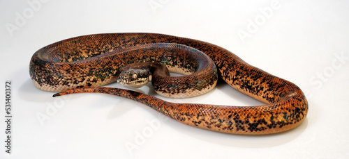 Savu python // Sawu-Python (Liasis mackloti savuensis, Liasis savuensis) - Savu island, Indonesia  photo