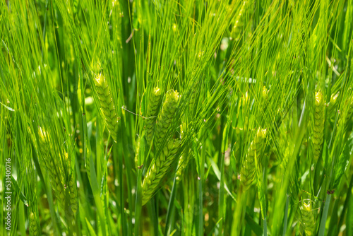 agricultural field where green rye grows  agriculture for obtaining grain crops  rye is young and green and still immature  close - up of the agricultural crop rye