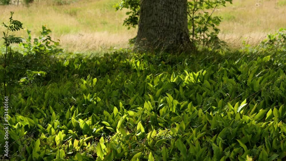 Early Lily of the Valley Flower Meadow Under Oak Tree before Blossom Early Lily of the Valley Flower Meadow Under Oak Tree before Blossom
