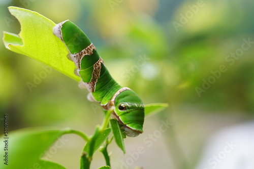 蜜柑の木についたクロアゲハの終齢幼虫 photo