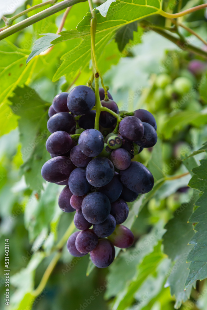 Juicy and tasty big bunches of ripe grapes on plantation bushes