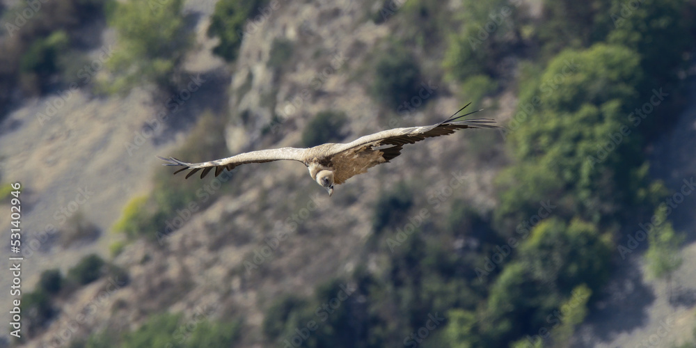 Griffon Vulture in the Gorge of Verdon, France Griffon Vulture in the Gorge of Verdon, France