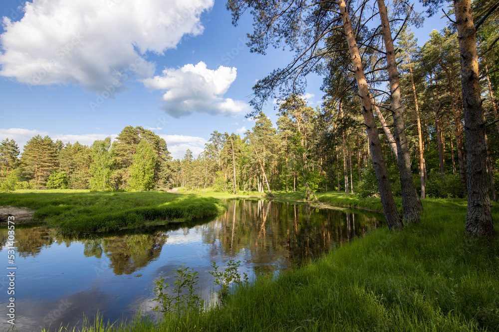 Bright sunny landscape with pine trees near the river. The sun's rays illuminate the young greenery and trees. The sky and clouds are reflected in the river.