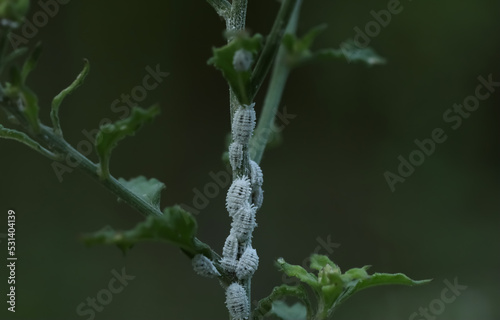 Mealybug insects damaged plant. Cotton Mealybug, macro of Mealybug, Mealybugs on the plant. Pest.  photo