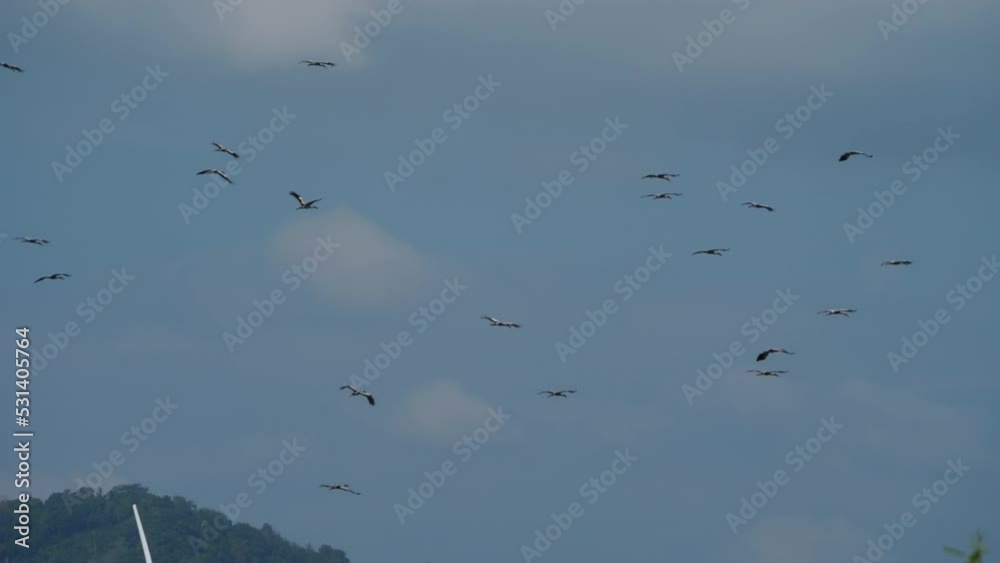 Flock of egrets flying blue sky. Wildlife birdsy. Silhouette of wild bird herons in the sky Flock of egrets flying blue sky. Wildlife birdsy. Silhouette of wild bird herons in the sky