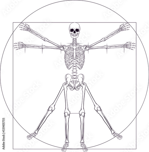 Skeleton Da Vinci Vitruvian Man photo