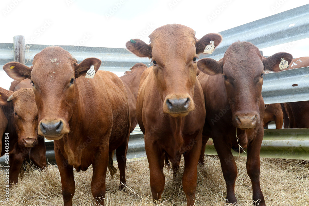 Bonsmara Cattle Stud auction: George South Africa - pen of young cows