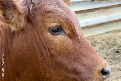 Bonsmara Cattle Stud auction: George South Africa - calf portrait of head