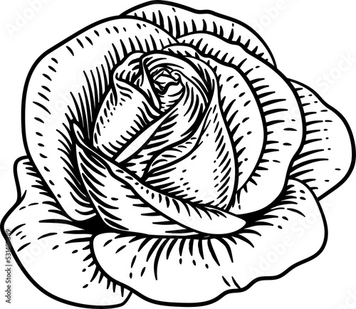 A rose flower illustration in a vintage woodcut drawing style © Christos Georghiou