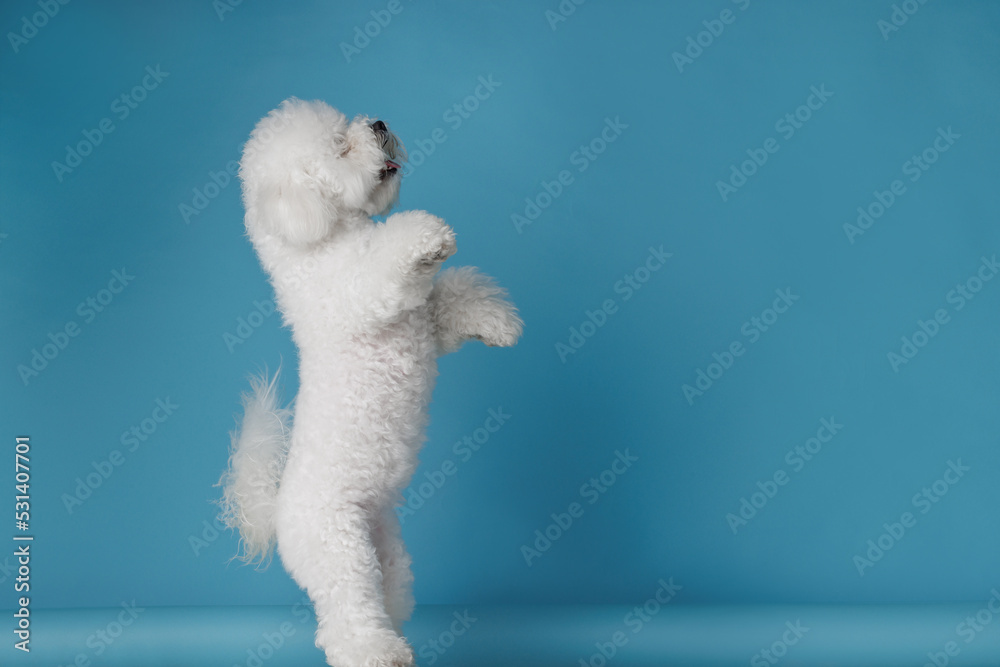 cute dog bichon frise on a flat blue background, bichon frise close-up cute dog bichon frise on a flat blue background, bichon frise close-up