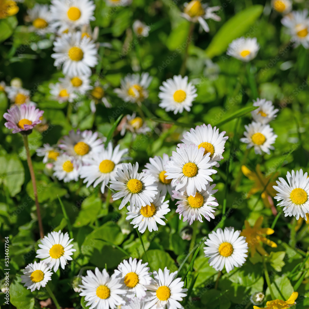 Gänseblümchen, Bellis perennis, in einer Nahaufnahme