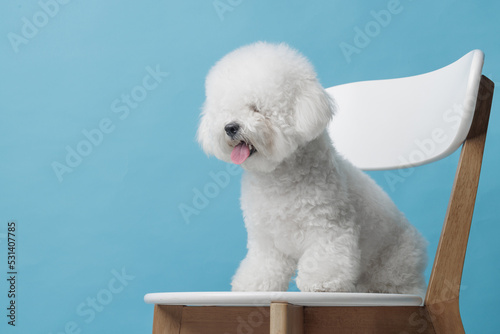 cute dog bichon frise on a flat blue background, bichon frise close-up Fototapet