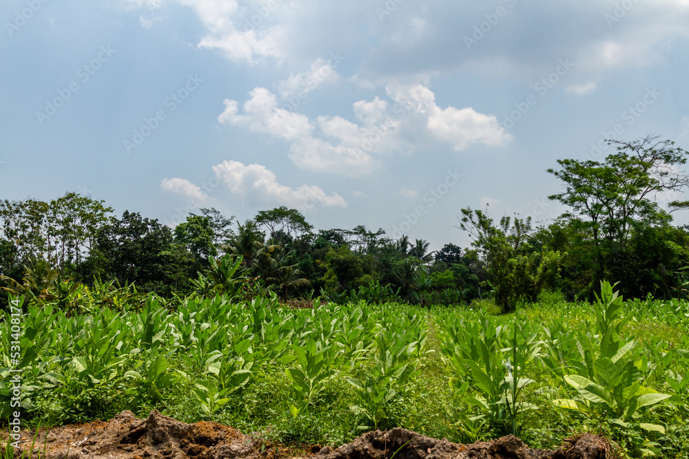 Obraz premium A field planted with young tobacco with green leaves