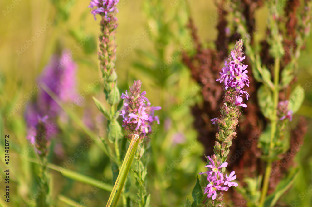 Closeup of purple loosestrife flowers with blurred plants on background Closeup of purple loosestrife flowers with blurred plants on background