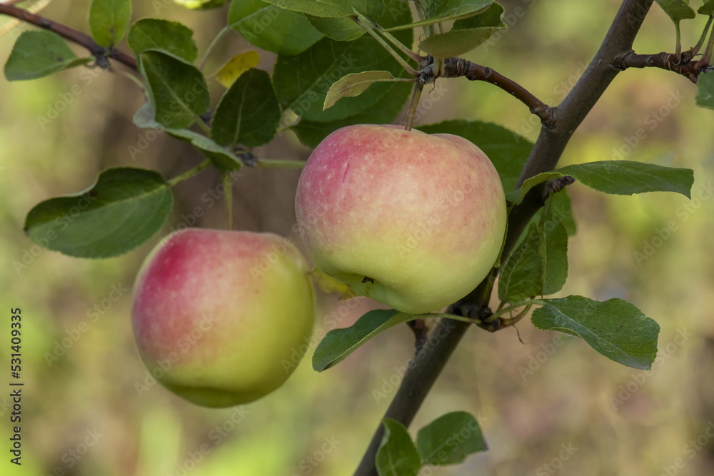 Two yellow ripe apples with pink ruddy sides hang on a branch in the garden Two yellow ripe apples with pink ruddy sides hang on a branch in the garden