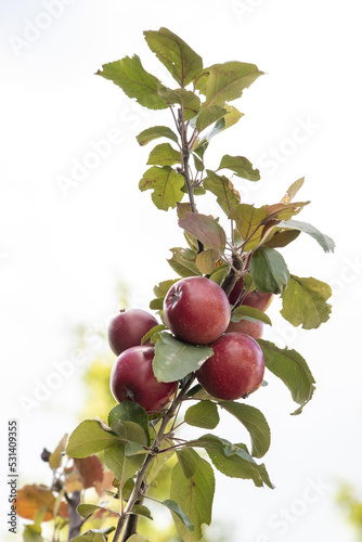 Dark scarlet apples densely strewn the branch solated on white background