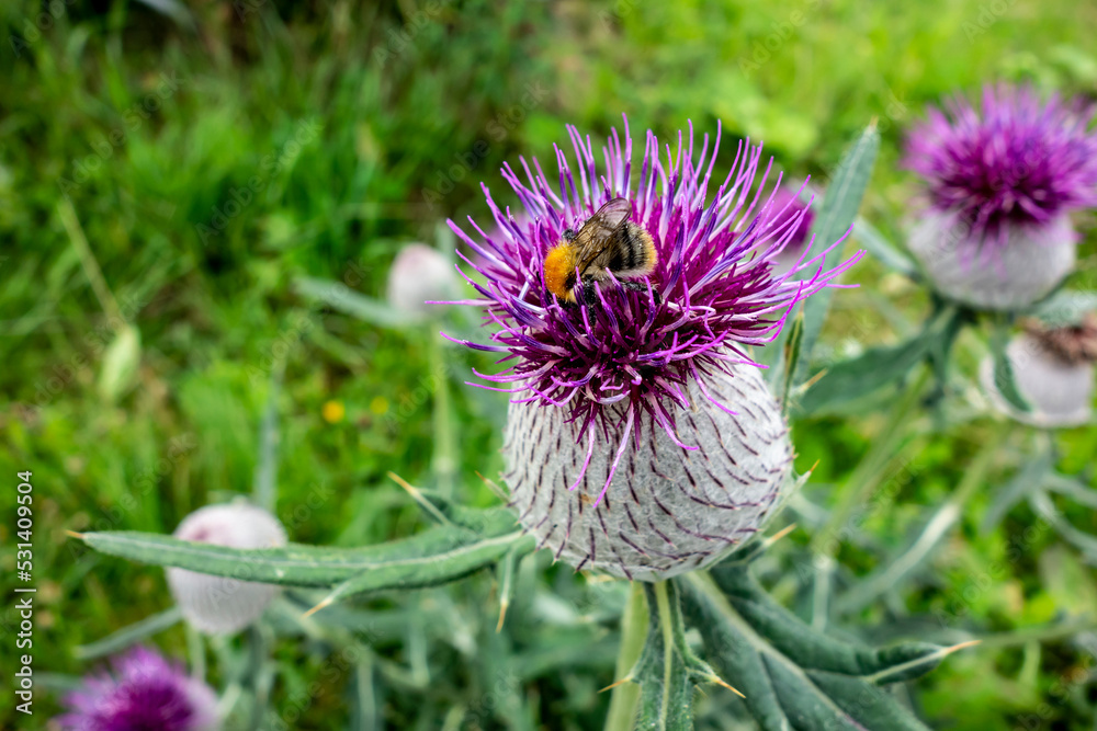 The bumblebee feeds on the nectar of the beautiful medicinal milk thistle flower and at the same time pollinates it.
