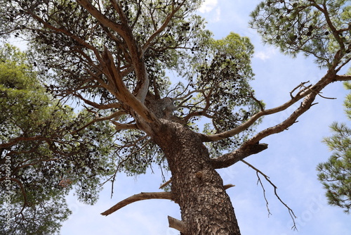 Pine forest on the Adriatic coast in Croatia photo