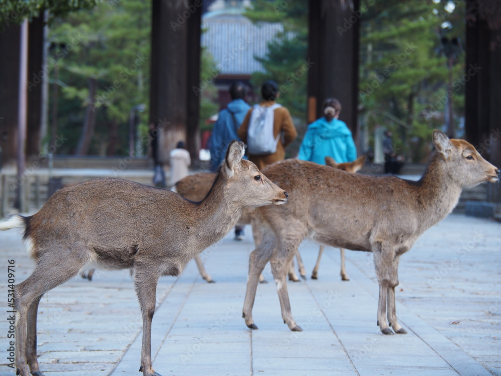 鹿・奈良公園