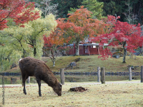 雄鹿・奈良公園